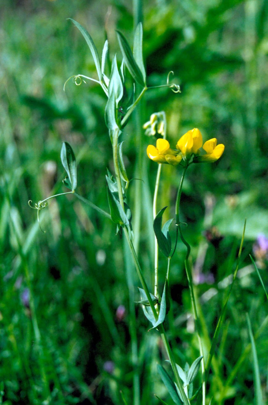 Вздутоплодник Сибирский