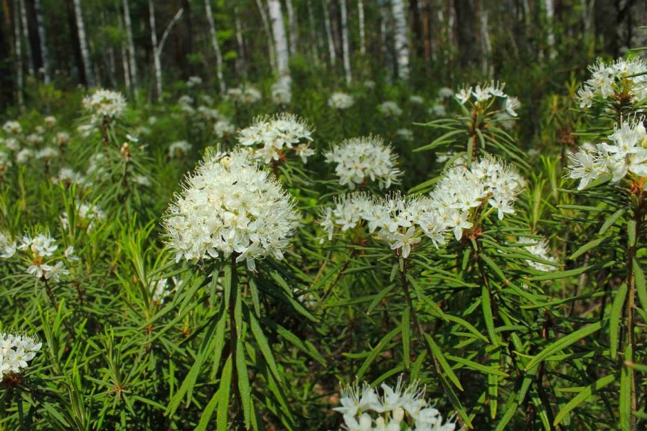 Лесные травы Сибири