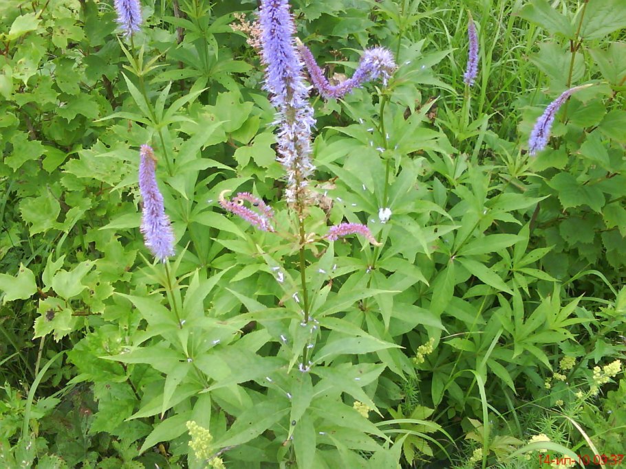 Вероника Сибирская