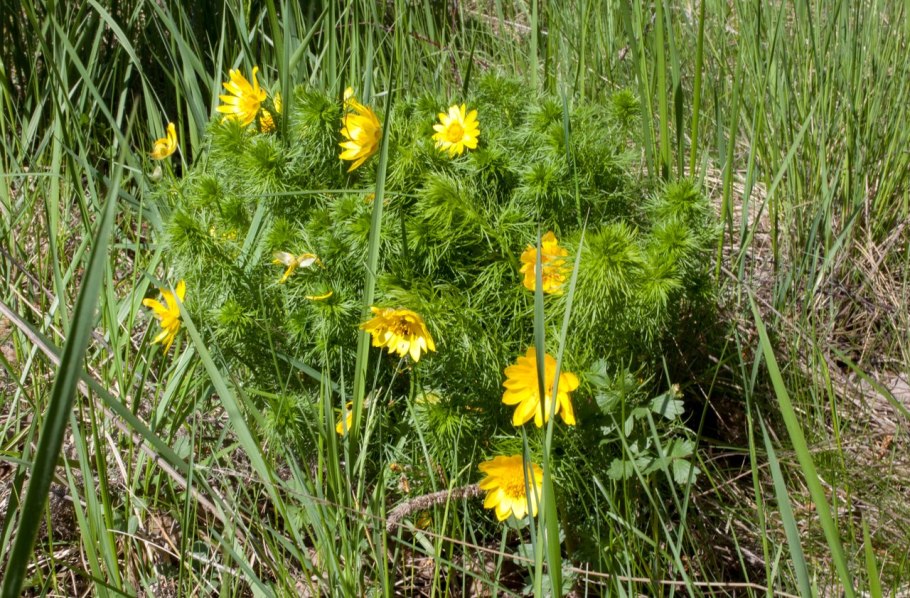 Лабазник вязолистный