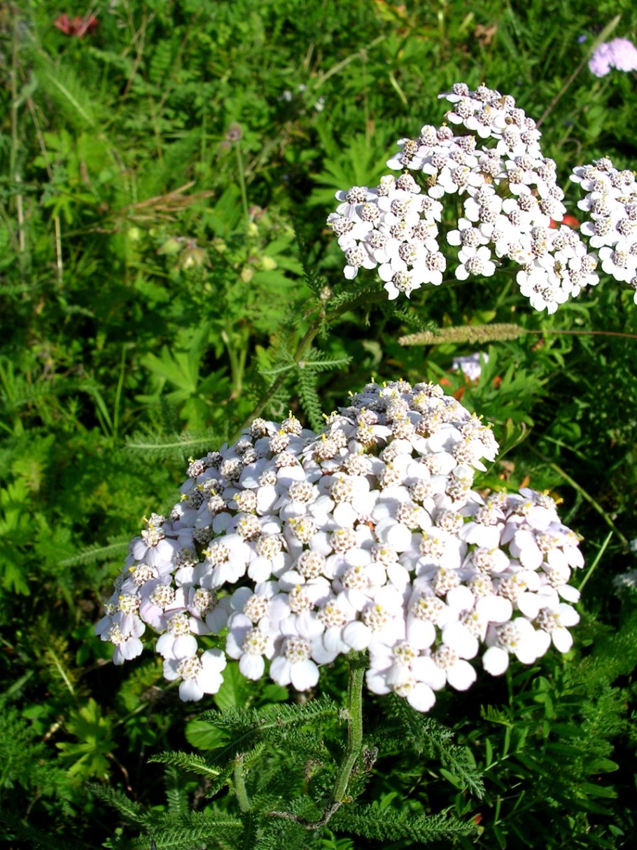 Тысячелистник в Сибири