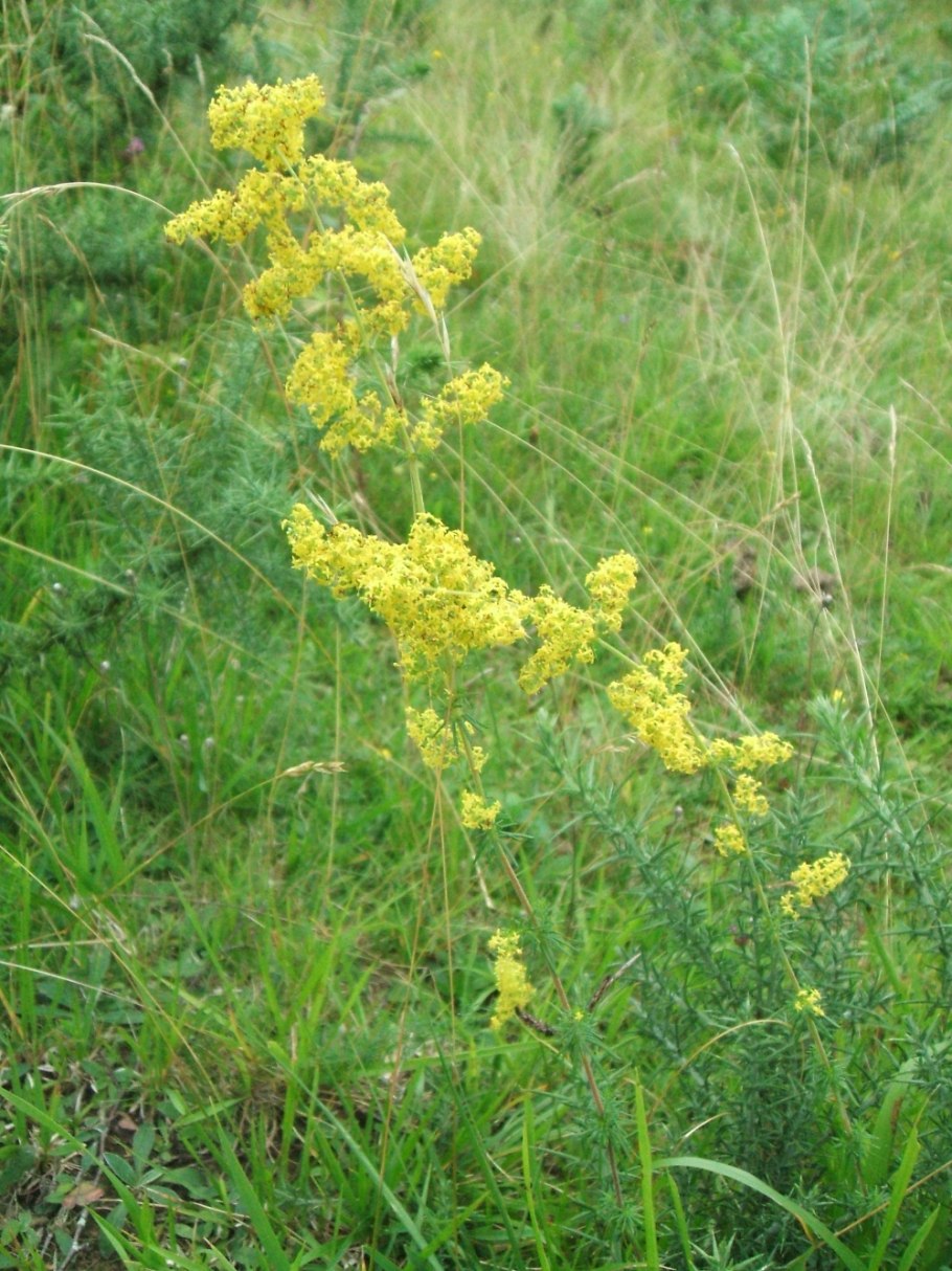 Растение Зигаденус