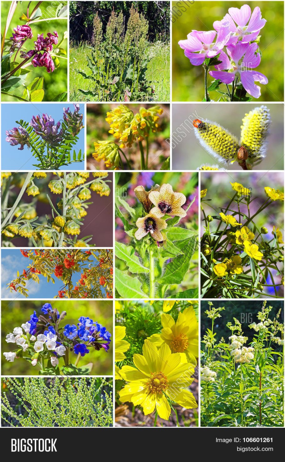 Черноголовка обыкновенная лекарственные свойства