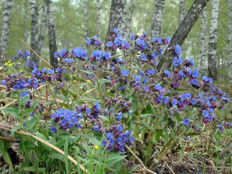 Медуница Сибирская