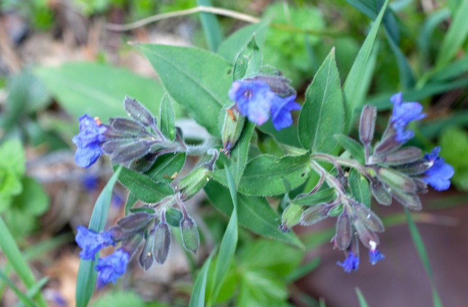 Красноярский Клевер растения