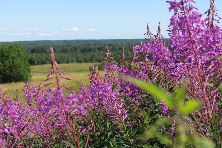 Вероника Сибирская