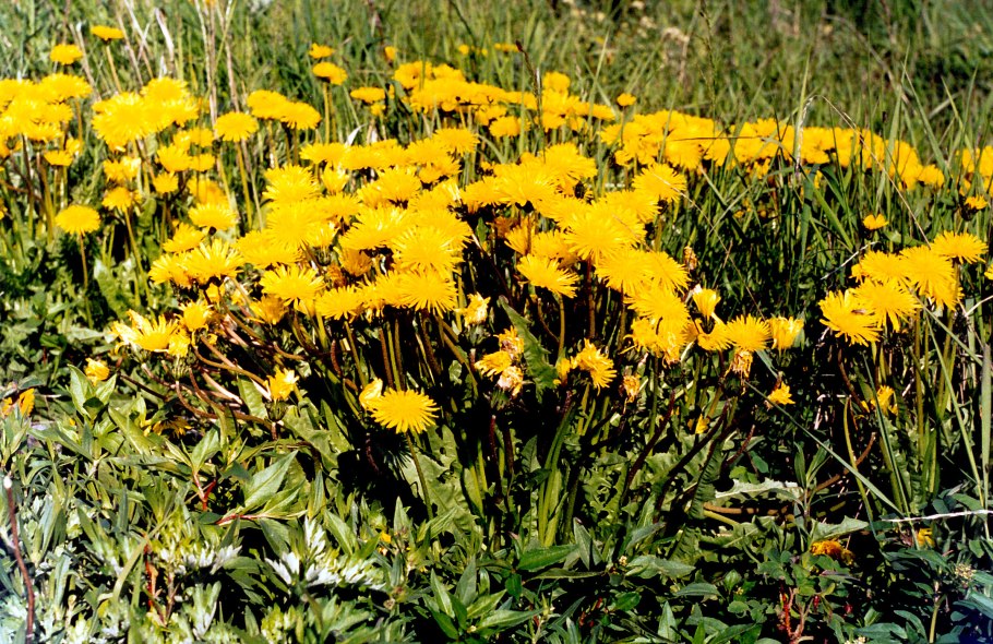 Иван-чай узколистный