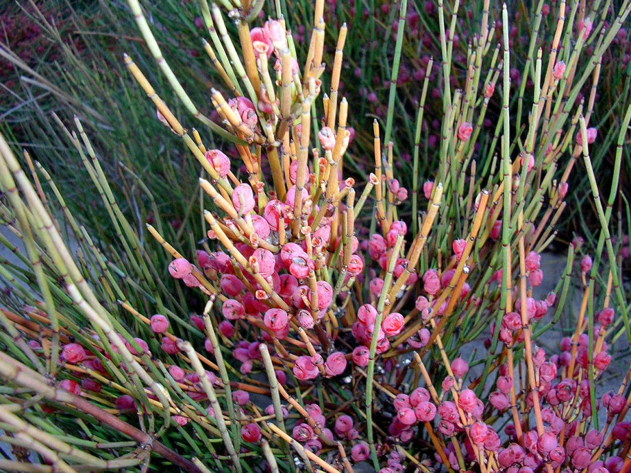 Эфедра хвощевая (Ephedra distachya)