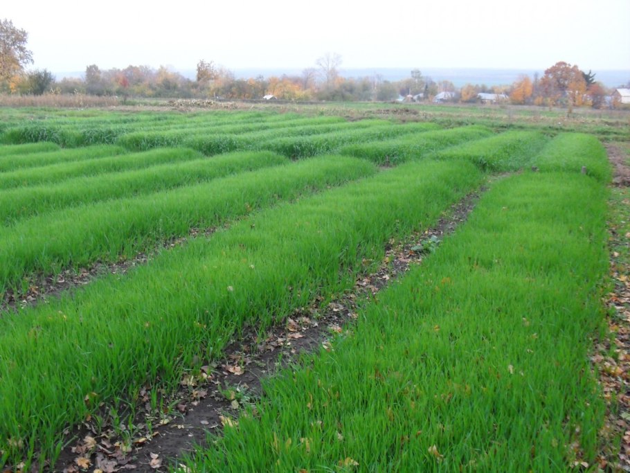 Сидераты рожь овес