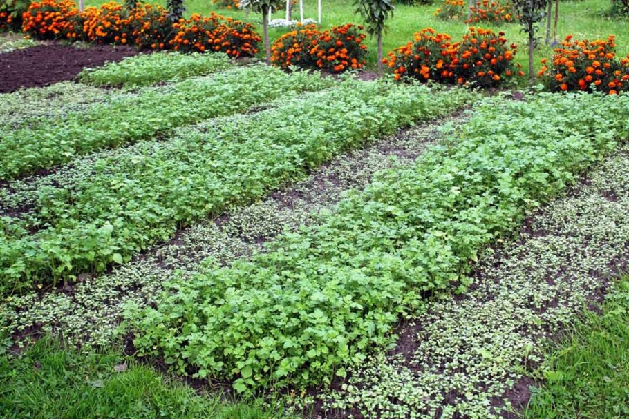 Сидераты на грядке