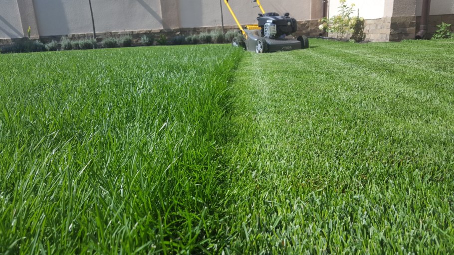 Газон после посева