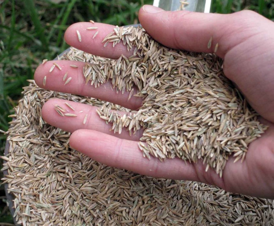 Семена трав: Житняк