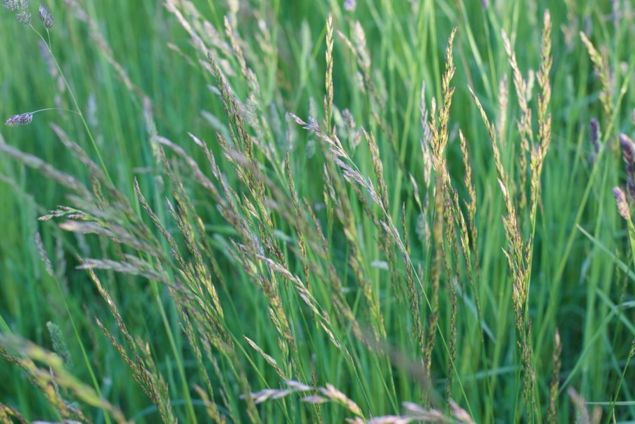 Райграс пастбищный (Lolium perenne l.)