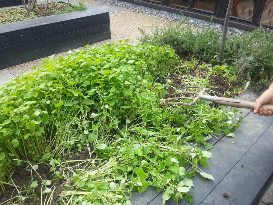 Сидераты засеянные горчица