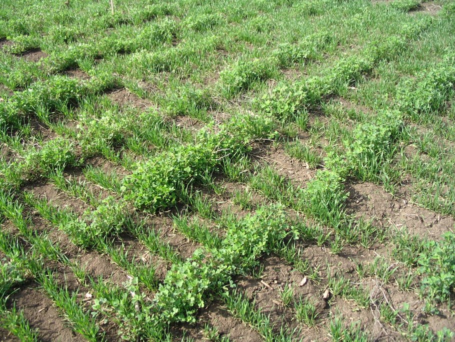 Широкорядный посев люцерны