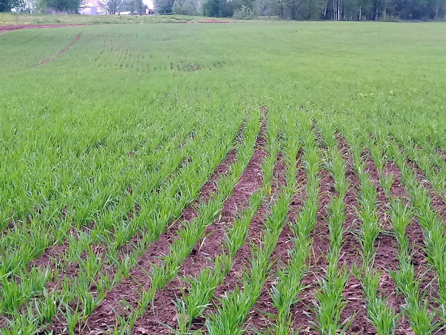 Посев многолетних трав