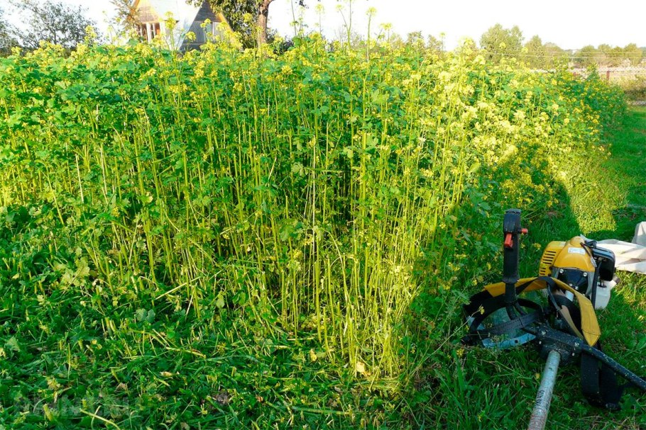 Сидераты Вика рапс