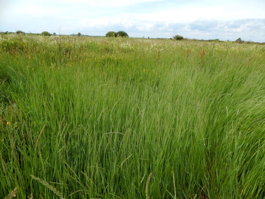 Райграс английский