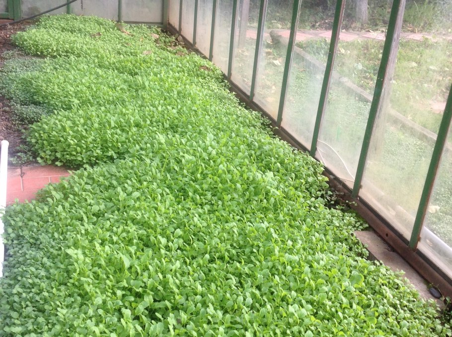 Сидерат горчица белая