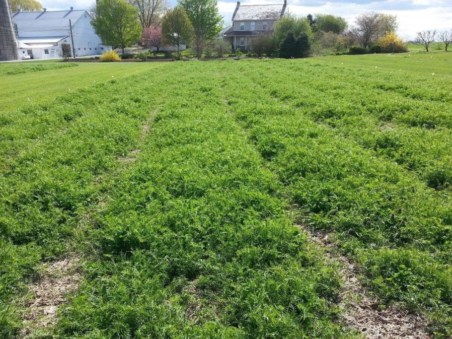 Вика растение сидерат