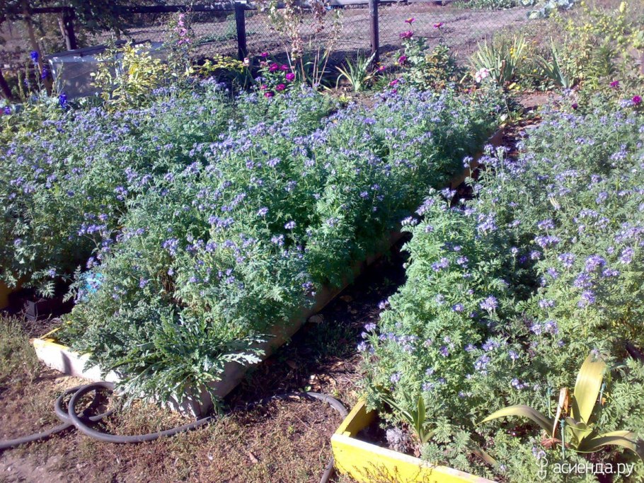 Фацелия сидерат на грядке