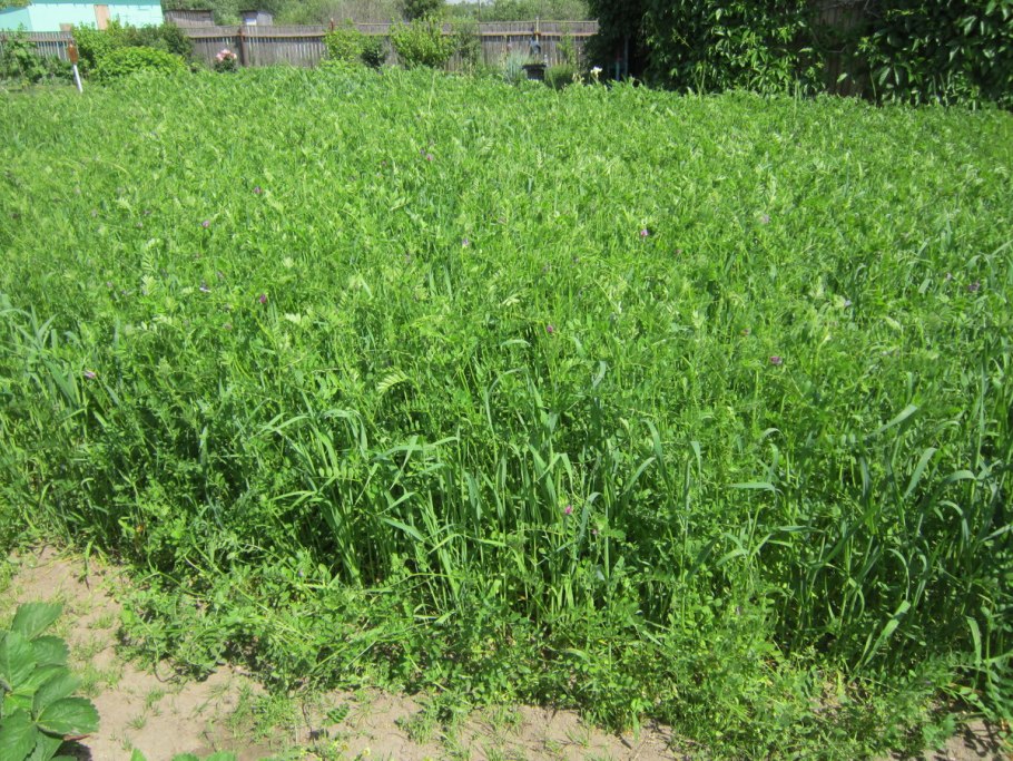 Вико-овсяная смесь