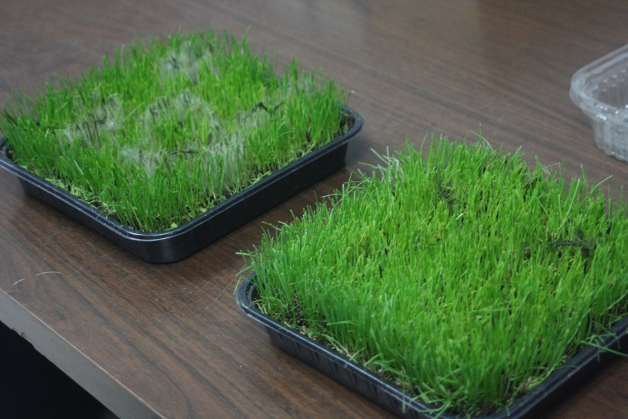 Посев семян газона