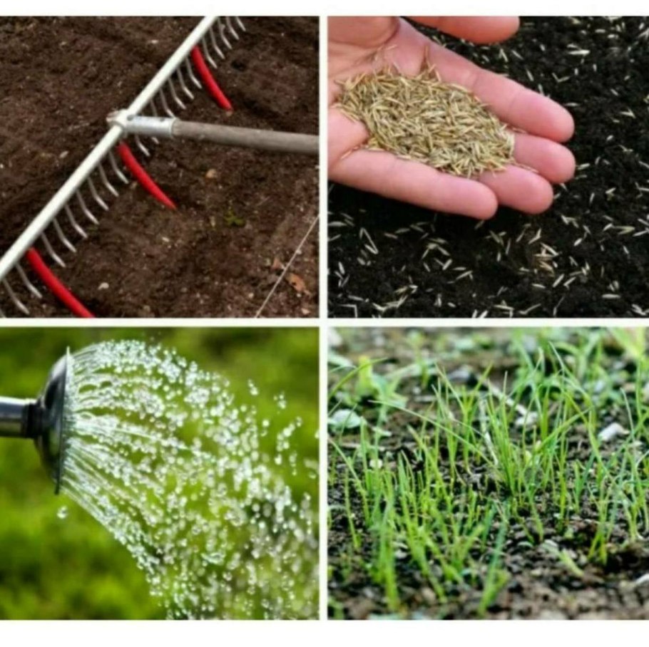 Посев семян газонных трав
