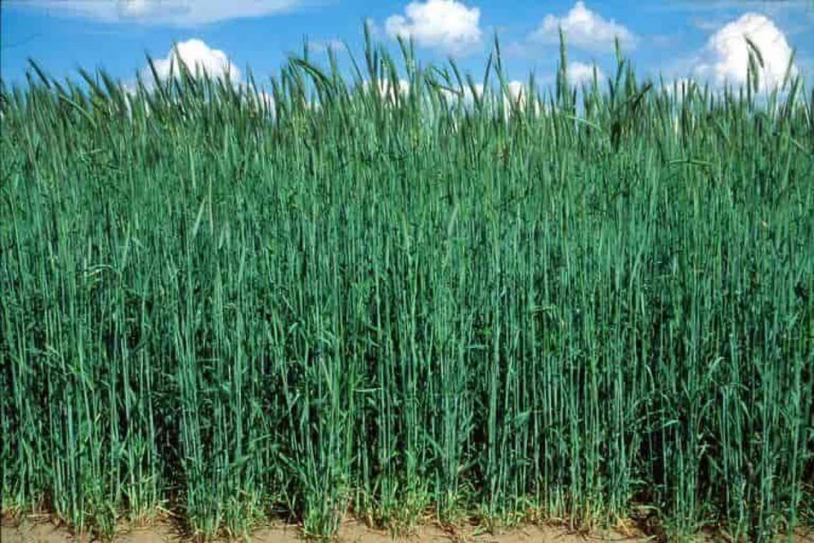 Рожь посевная сидераты