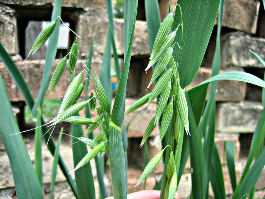 Овсюг — посевы овса