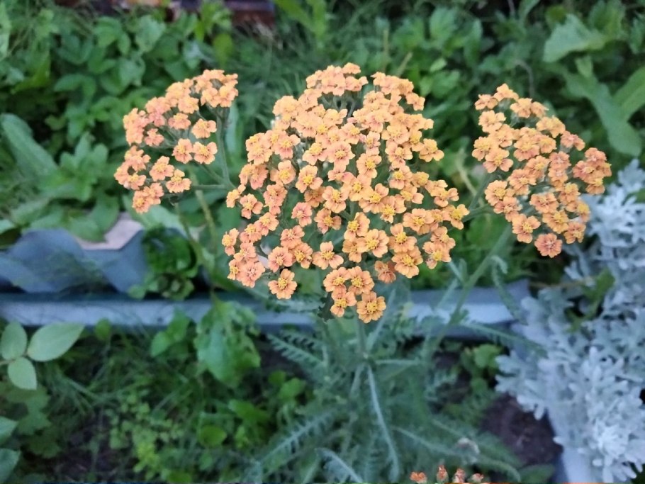 Тысячелистник Ахиллея