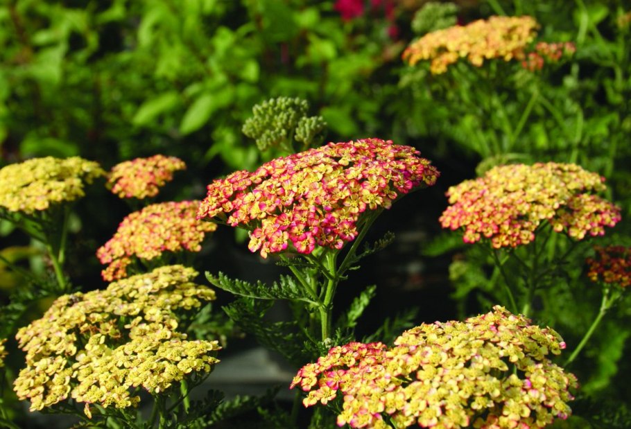 Achillea millefolium Tricolor