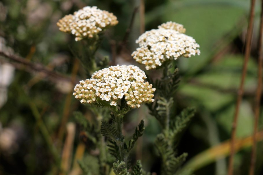 Тысячелистник благородный