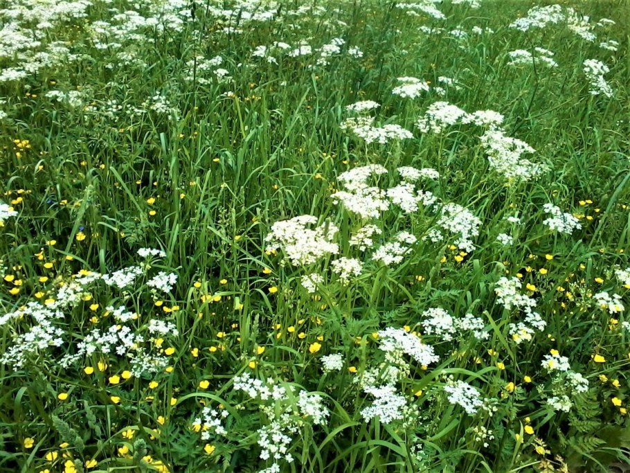 Achillea millefolium Tricolor