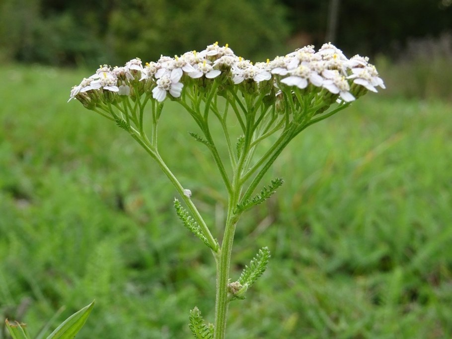 Achillea millefolium Terracotta