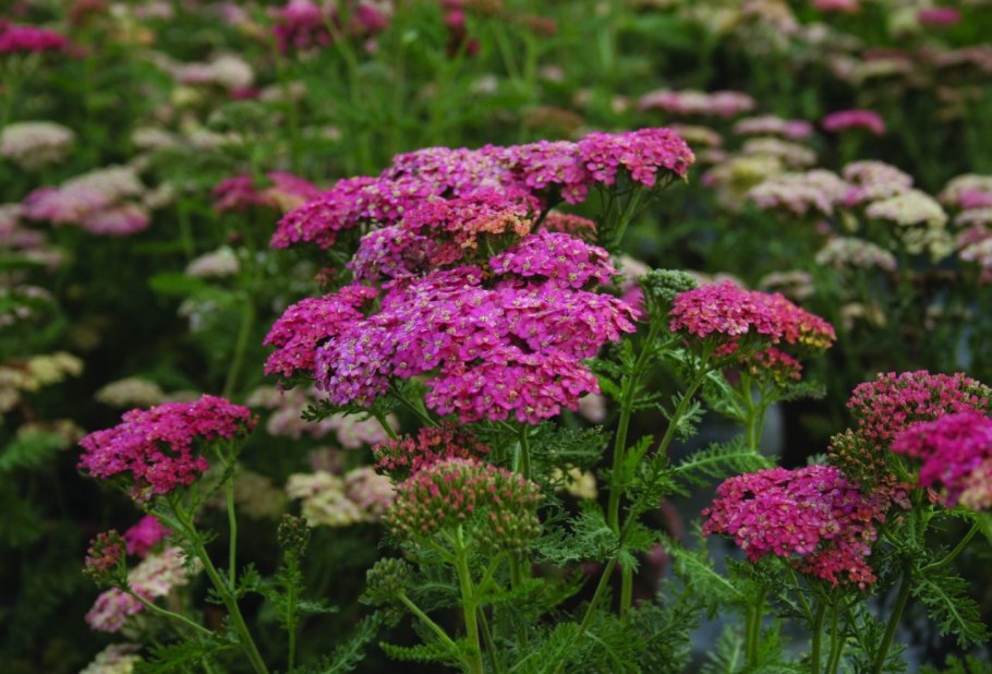 Тысячелистник Achillea "Tricolor"