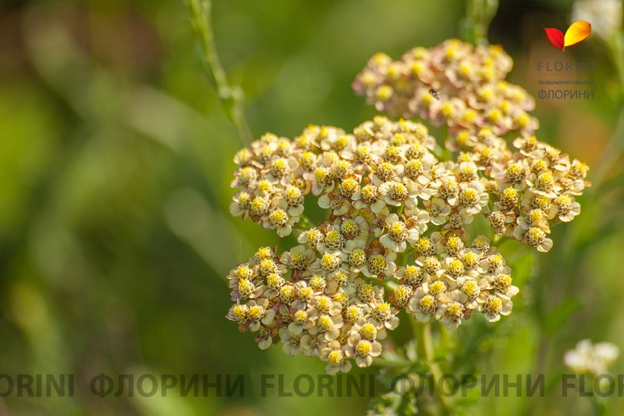 Тысячелистник обыкновенный Tricolor