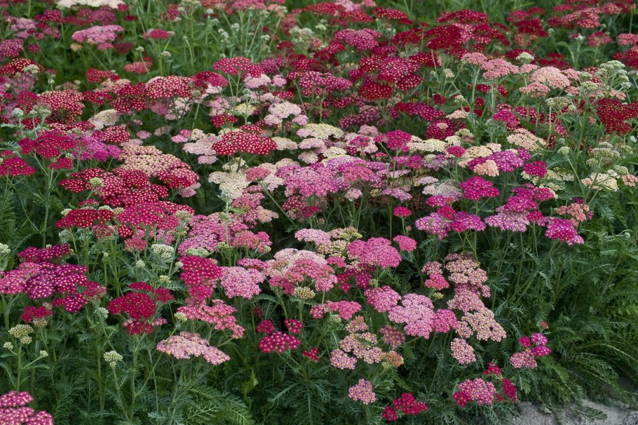 Achillea filipendulina