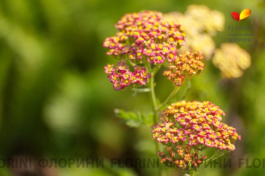 Тысячелистник Achillea "Tricolor"