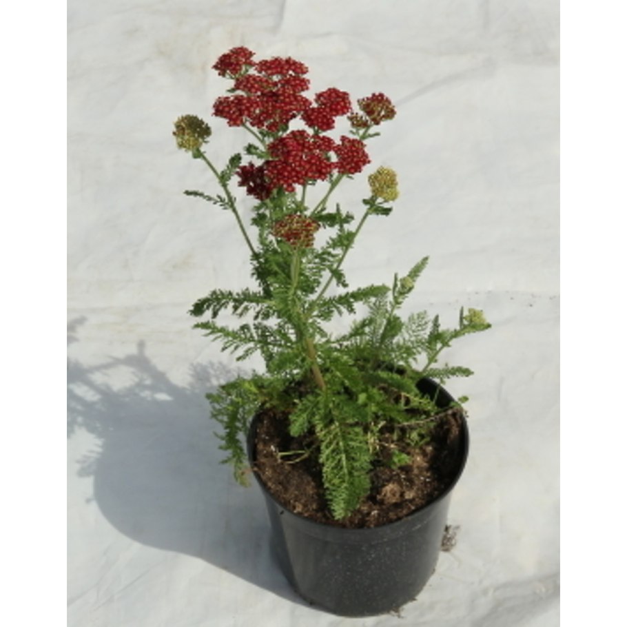 Тысячелистник Лаура