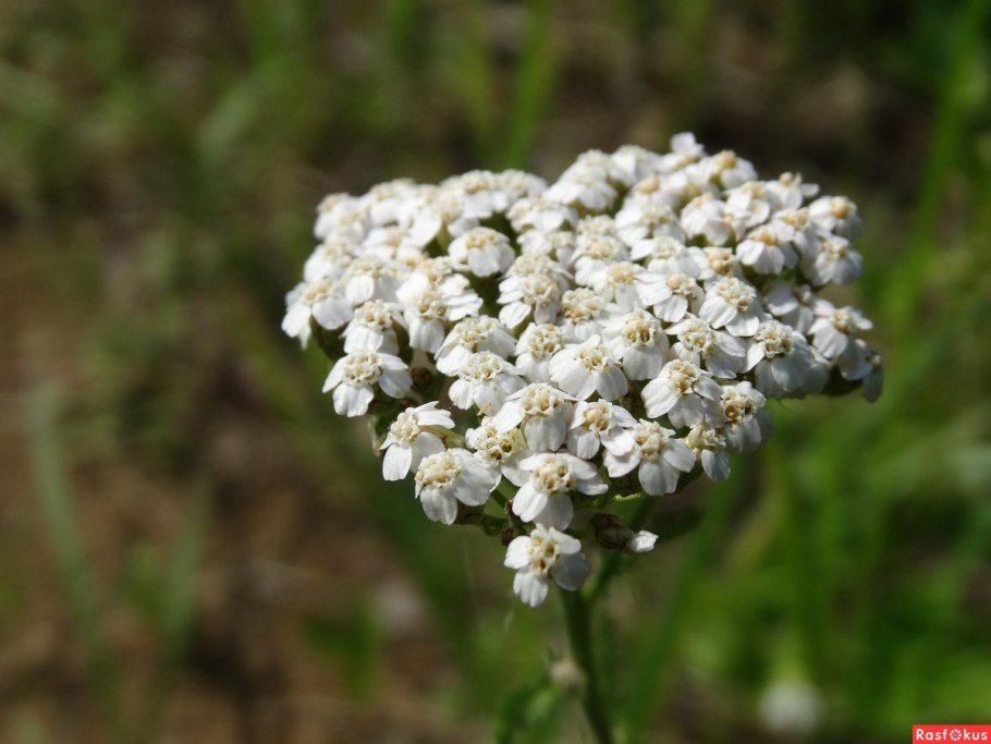Тысячелистник обыкновенный Уайт Бьюти