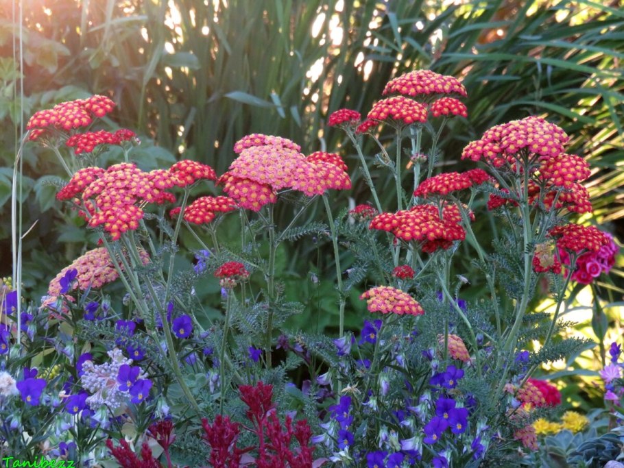 Тысячелистник Achillea "Tricolor"