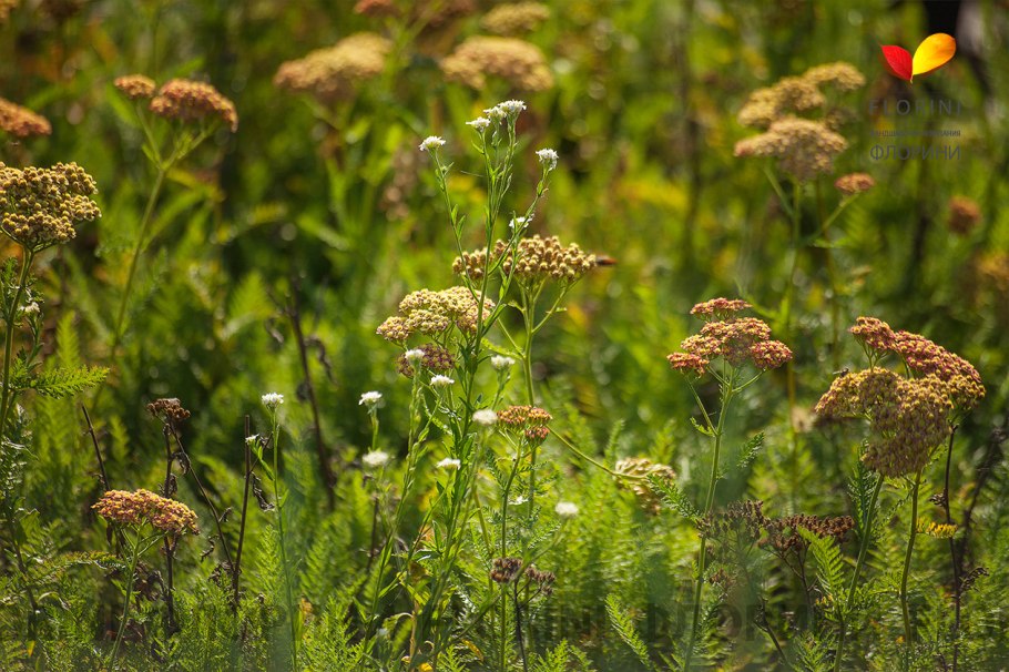 Тысячелистник Achillea "Tricolor"