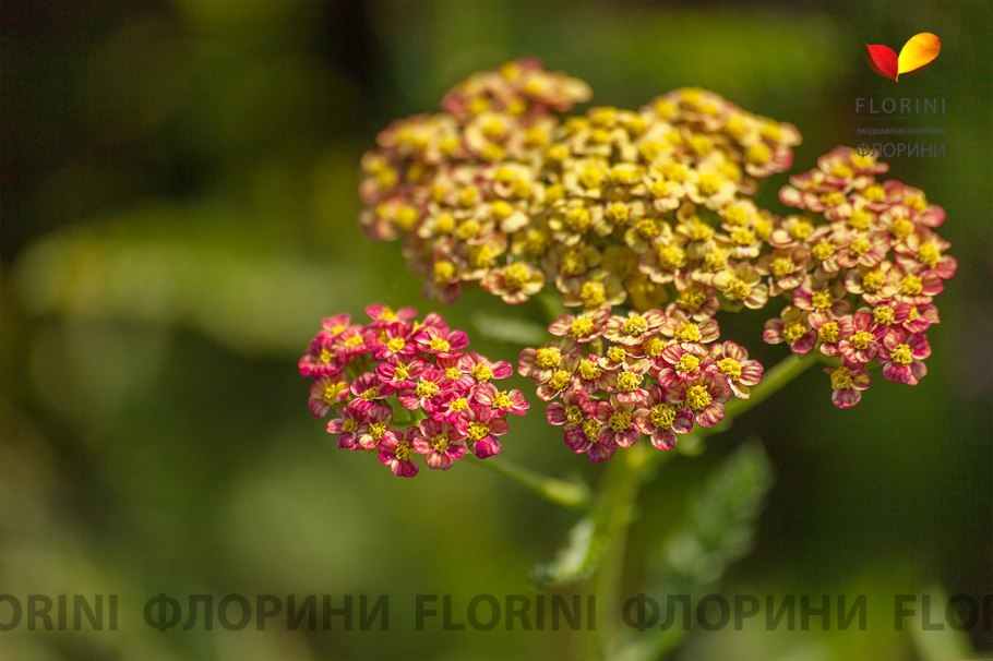 Тысячелистник обыкновенный Tricolor