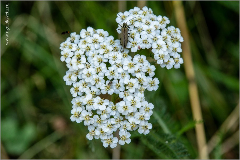 Тысячелистник Achillea "Tricolor"