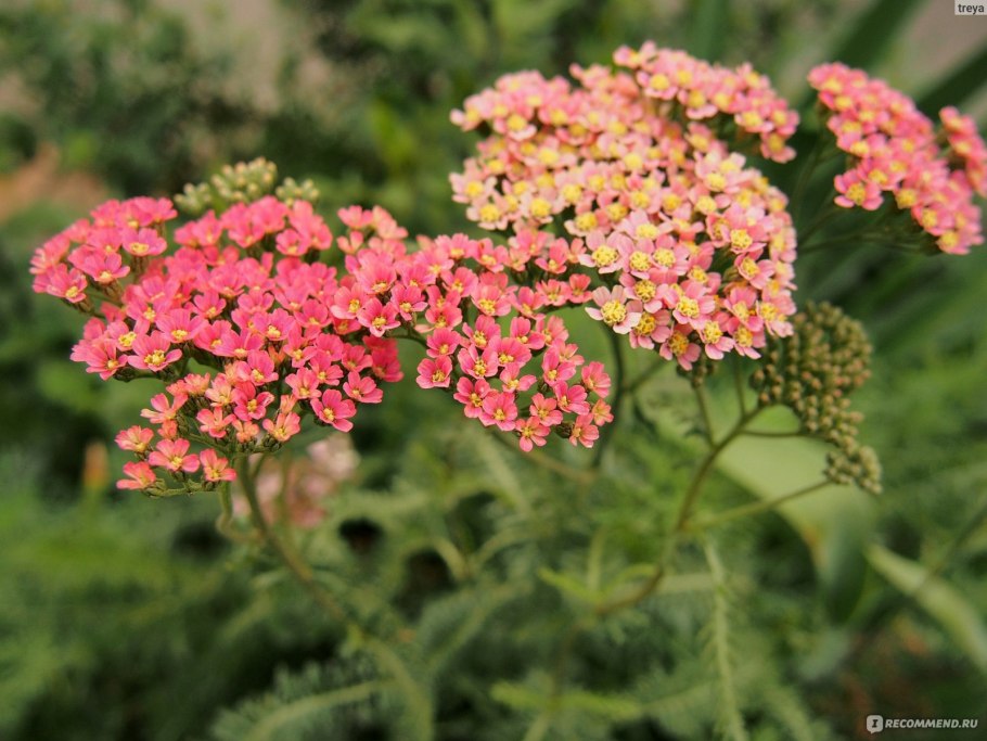 Тысячелистник войлочный (Achillea tomentosa)