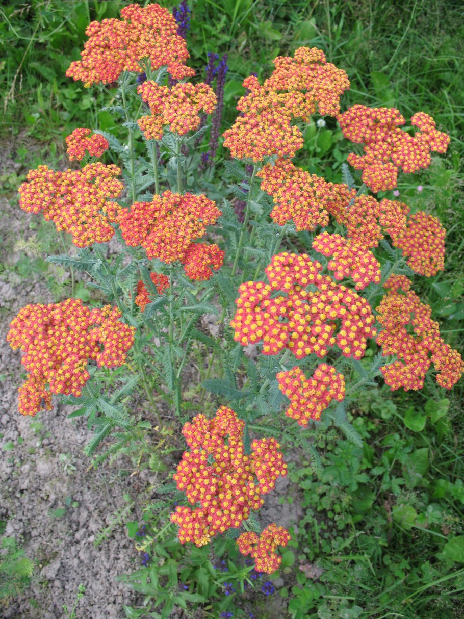 Тысячелистник Achillea millefolium Terracotta