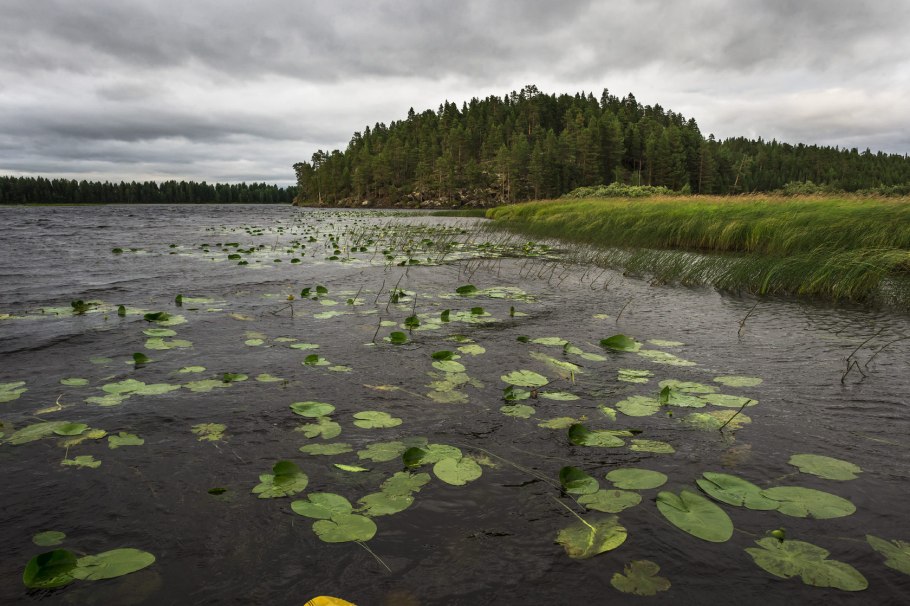 Озеро Селигер кувшинки
