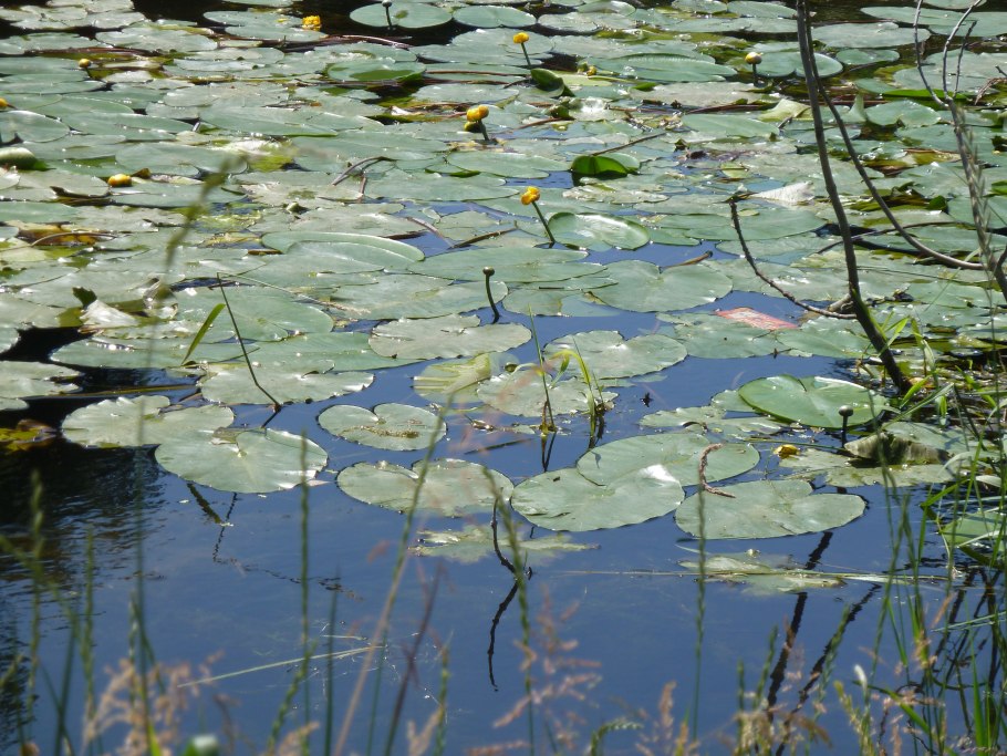 Растения мелководья