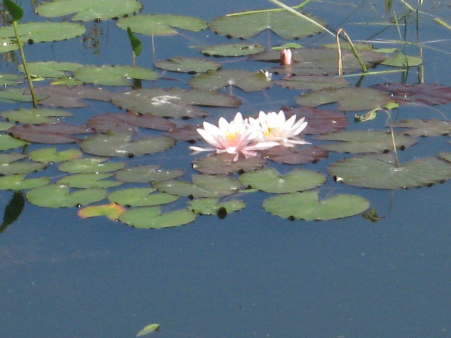 Водокрас кубышка